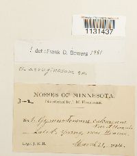 Gymnostomum aeruginosum image