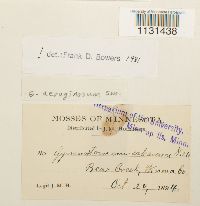 Gymnostomum aeruginosum image