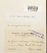 Gymnostomum aeruginosum image