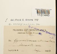 Gymnostomum aeruginosum image