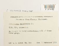 Gymnostomum aeruginosum image