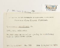 Gymnostomum aeruginosum image