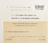 Gymnostomum aeruginosum image