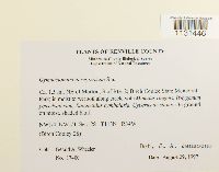 Gymnostomum aeruginosum image