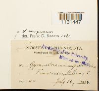 Gymnostomum aeruginosum image