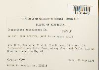 Gymnostomum aeruginosum image