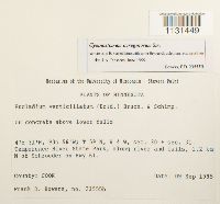 Gymnostomum aeruginosum image