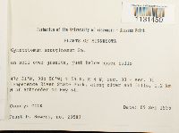 Gymnostomum aeruginosum image