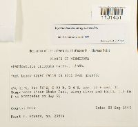 Gymnostomum aeruginosum image