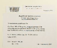 Gymnostomum aeruginosum image