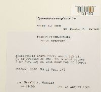 Gymnostomum aeruginosum image