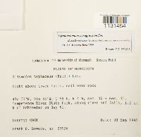 Gymnostomum aeruginosum image