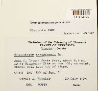 Gymnostomum aeruginosum image