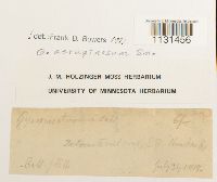 Gymnostomum aeruginosum image