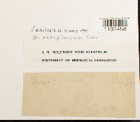 Gymnostomum aeruginosum image