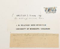 Gymnostomum aeruginosum image