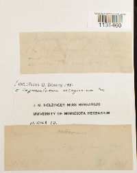 Gymnostomum aeruginosum image