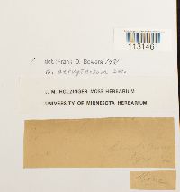 Gymnostomum aeruginosum image