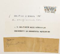 Gymnostomum aeruginosum image