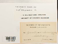 Gymnostomum aeruginosum image