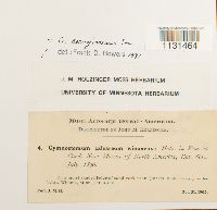 Gymnostomum aeruginosum image