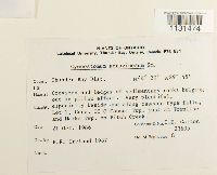 Gymnostomum aeruginosum image