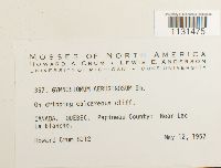 Gymnostomum aeruginosum image