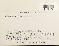 Gymnostomum aeruginosum image