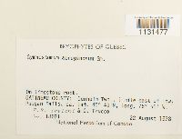 Gymnostomum aeruginosum image