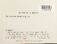 Gymnostomum aeruginosum image