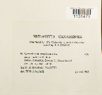Thumbnail image of current specimen