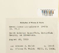 Thumbnail image of current specimen
