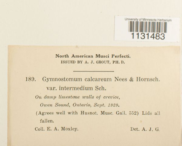 Gymnostomum calcareum var. intermedium image