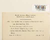 Media resource of Gymnostomum calcareum