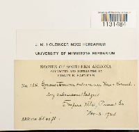 Gymnostomum calcareum image