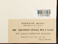 Gymnostomum calcareum image