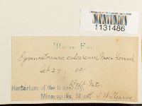 Gymnostomum calcareum image