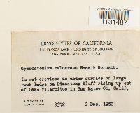 Gymnostomum calcareum image