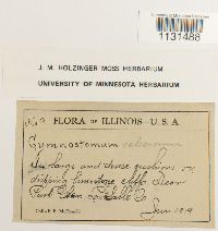 Gymnostomum calcareum image