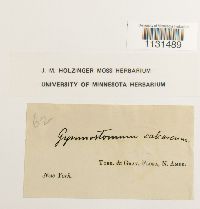 Gymnostomum calcareum image