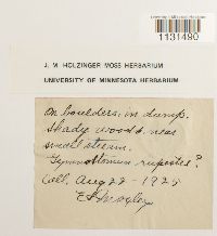 Gymnostomum calcareum image