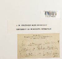 Gymnostomum calcareum image