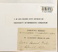 Gymnostomum calcareum image