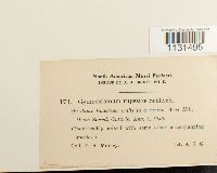 Gymnostomum aeruginosum image