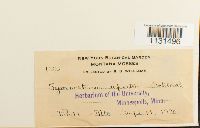 Gymnostomum aeruginosum image