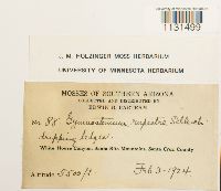 Gymnostomum aeruginosum image