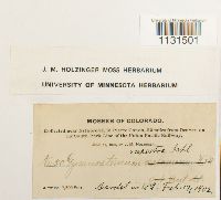 Gymnostomum aeruginosum image