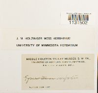 Gymnostomum aeruginosum image