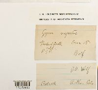 Gymnostomum aeruginosum image