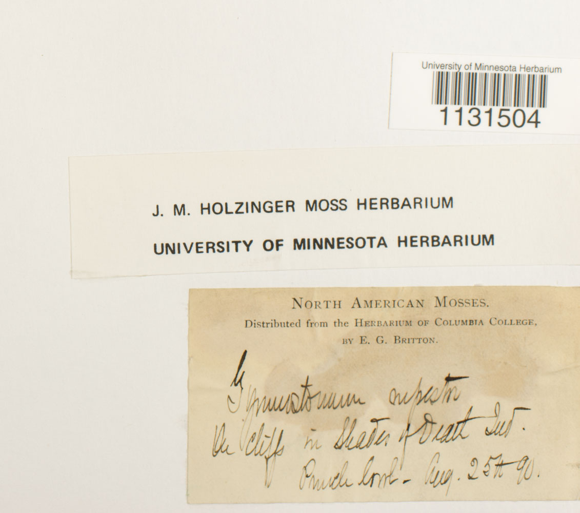 Gymnostomum aeruginosum image